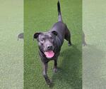Small Photo #12 Labrador Retriever-Unknown Mix Puppy For Sale in Rockwall, TX, USA
