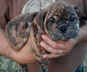 Bulldog Puppy for Sale in GREEN FOREST, Arkansas USA