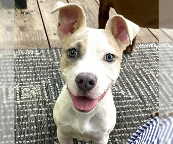 Medium Photo #1 American Pit Bull Terrier-Unknown Mix Puppy For Sale in Andover, MN, USA