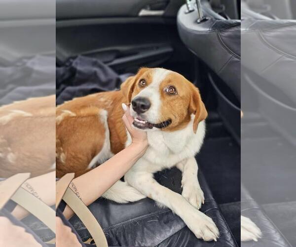 Medium Photo #1 Australian Shepherd-Unknown Mix Puppy For Sale in Rockwall, TX, USA