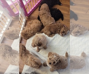 Maltipoo Puppy for sale in PLANT CITY, FL, USA