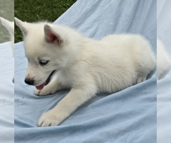 Medium Photo #15 Siberian Husky Puppy For Sale in CAMDENTON, MO, USA