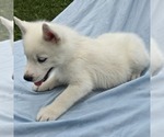 Small #14 Siberian Husky