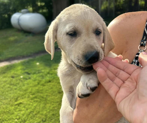 Labrador Retriever Puppy for sale in GARRETSON, SD, USA