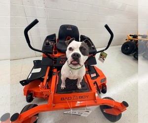 American Pit Bull Terrier-Unknown Mix Dogs for adoption in Germantown, OH, USA