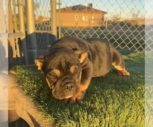 Medium Photo #28 English Bulldog Puppy For Sale in DENVER, CO, USA