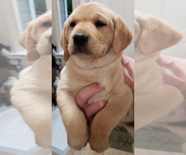 Medium Photo #11 Labrador Retriever Puppy For Sale in OLYMPIA, WA, USA