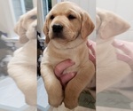 Small #9 Labrador Retriever