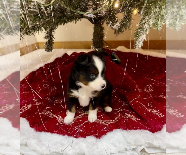 Medium Photo #2 Miniature Australian Shepherd Puppy For Sale in BEAVERTON, MI, USA