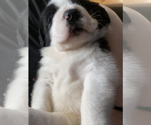 Medium Photo #3 Cane Corso-Saint Bernard Mix Puppy For Sale in WORCESTER, MA, USA