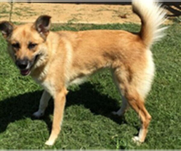 Medium Photo #1 German Shepherd Dog Puppy For Sale in Grovetown, GA, USA
