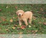 Small Photo #3 Goldendoodle Puppy For Sale in FAIR GROVE, MO, USA