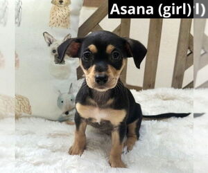 Mutt Dogs for adoption in Oak Bluffs, MA, USA