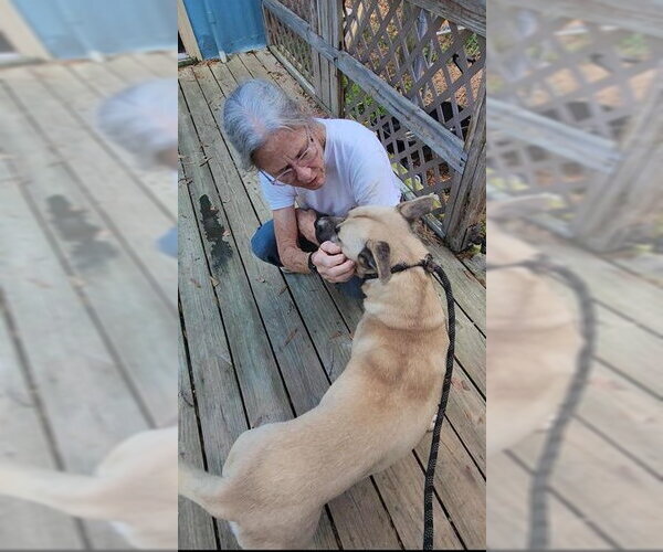 Medium Photo #8 Siberian Husky-Unknown Mix Puppy For Sale in Murfreesboro, NC, USA