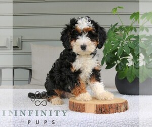 Bernedoodle (Miniature) Puppy for sale in NARVON, PA, USA