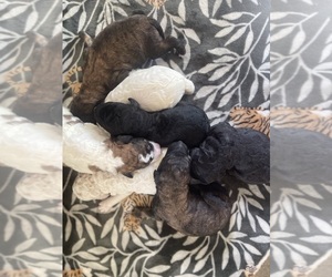 Poodle (Standard) Litter for sale in ANDOVER, SD, USA