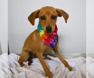 Chihuahua-Unknown Mix Dogs for adoption in San Antonio, TX, USA