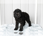 Small Photo #10 Poodle (Standard) Puppy For Sale in SHIPSHEWANA, IN, USA