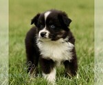 Small #4 Australian Shepherd