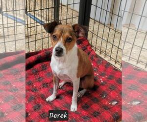 Mutt Dogs for adoption in Granbury, TX, USA