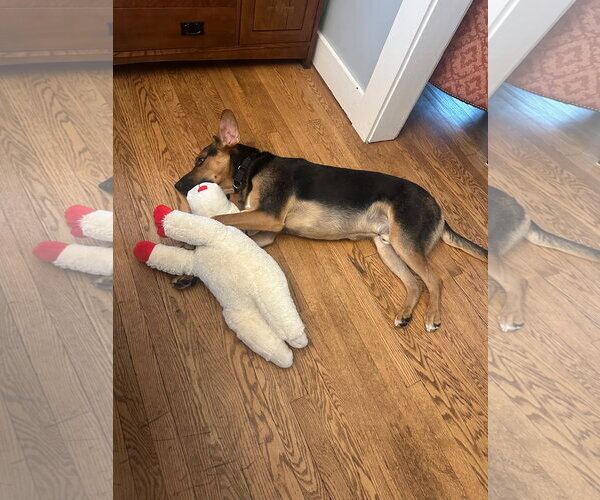 Medium Photo #10 Mutt Puppy For Sale in Rockaway, NJ, USA