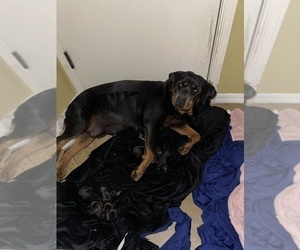 Mother of the Rottweiler puppies born on 05/31/2023