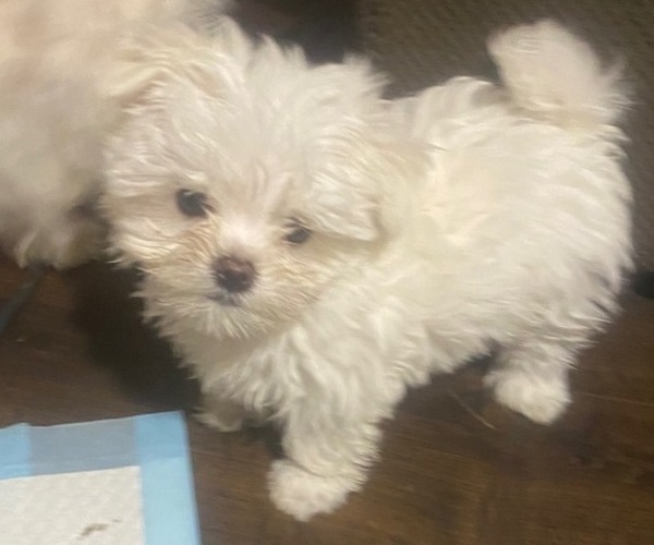Medium Photo #3 Maltese Puppy For Sale in LAKE STEVENS, WA, USA
