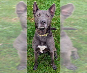 German Shepherd Dog Dogs for adoption in Akron, OH, USA