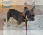 Small #2 French Bulldog