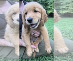Small Golden Retriever