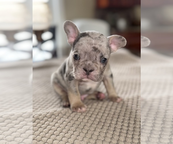 Medium Photo #68 French Bulldog Puppy For Sale in HILTON, NY, USA