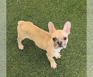French Bulldog Puppy for sale in INDIANAPOLIS, IN, USA