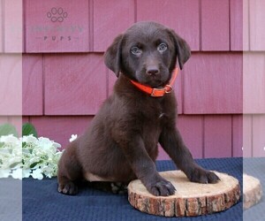 Labrador Retriever Puppy for sale in NEW HOLLAND, PA, USA