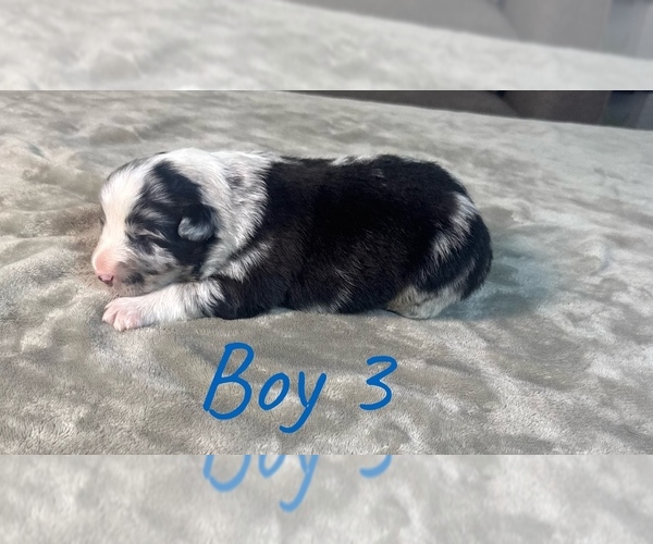 Medium Photo #8 Australian Shepherd Puppy For Sale in SALISBURY, NC, USA