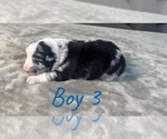 Small Photo #8 Australian Shepherd Puppy For Sale in SALISBURY, NC, USA