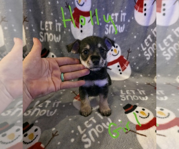 Medium Photo #17 Chizer Puppy For Sale in MONTEZUMA, GA, USA