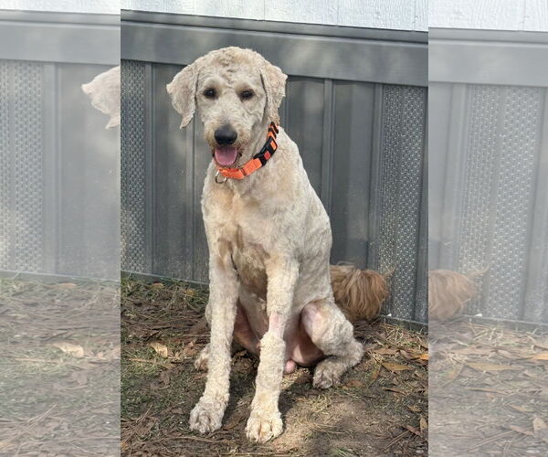 Medium Photo #5 Poodle (Standard) Puppy For Sale in Valrico, FL, USA