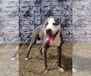 Mutt Dogs for adoption in Abbeville, LA, USA