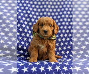 Goldendoodle (Miniature) Puppy for sale in OXFORD, PA, USA
