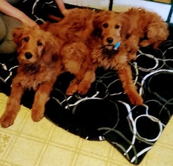 Goldendoodle Puppy for sale in WEST WARWICK, RI, USA