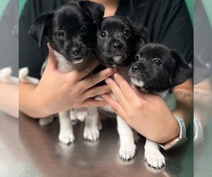 Jack Chi Puppy for sale in VIDALIA, GA, USA