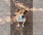 Small #3 American Staffordshire Terrier Mix