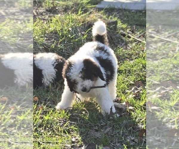 Medium Photo #23 Bernedoodle Puppy For Sale in GREENWOOD, IN, USA