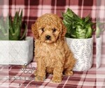 Small #2 Cavapoo