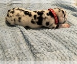 Small Photo #2 Great Dane Puppy For Sale in SALEM, OR, USA