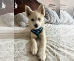Small Photo #24 Pomsky Puppy For Sale in LOVELAND, CO, USA