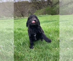 Labradoodle-Poodle (Standard) Mix Puppy for sale in CHARITON, IA, USA