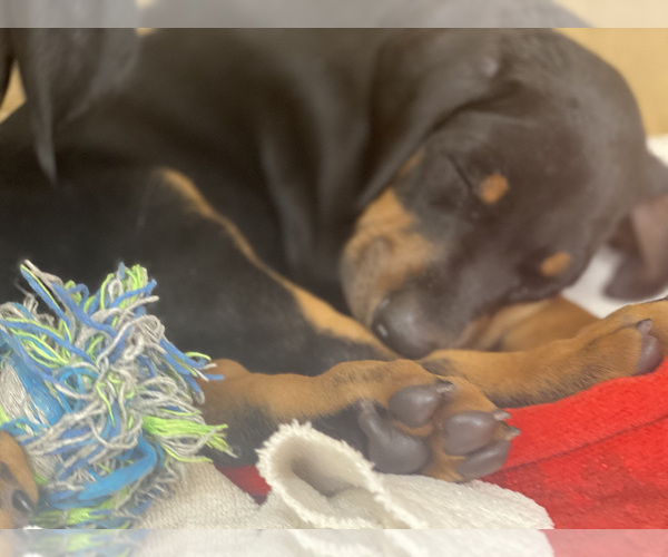 Medium Photo #8 Doberman Pinscher Puppy For Sale in SAN DIEGO, CA, USA