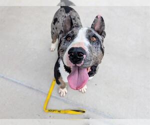 American Pit Bull Terrier-Bull Terrier Mix Dogs for adoption in Denver, CO, USA