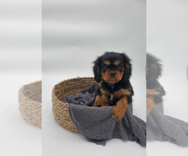 Medium Photo #6 Cavalier King Charles Spaniel Puppy For Sale in GOSHEN, IN, USA